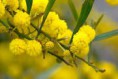 /album/galerie-de-photos-mars/plantes-fleurs-mars-mimosas-jpg/